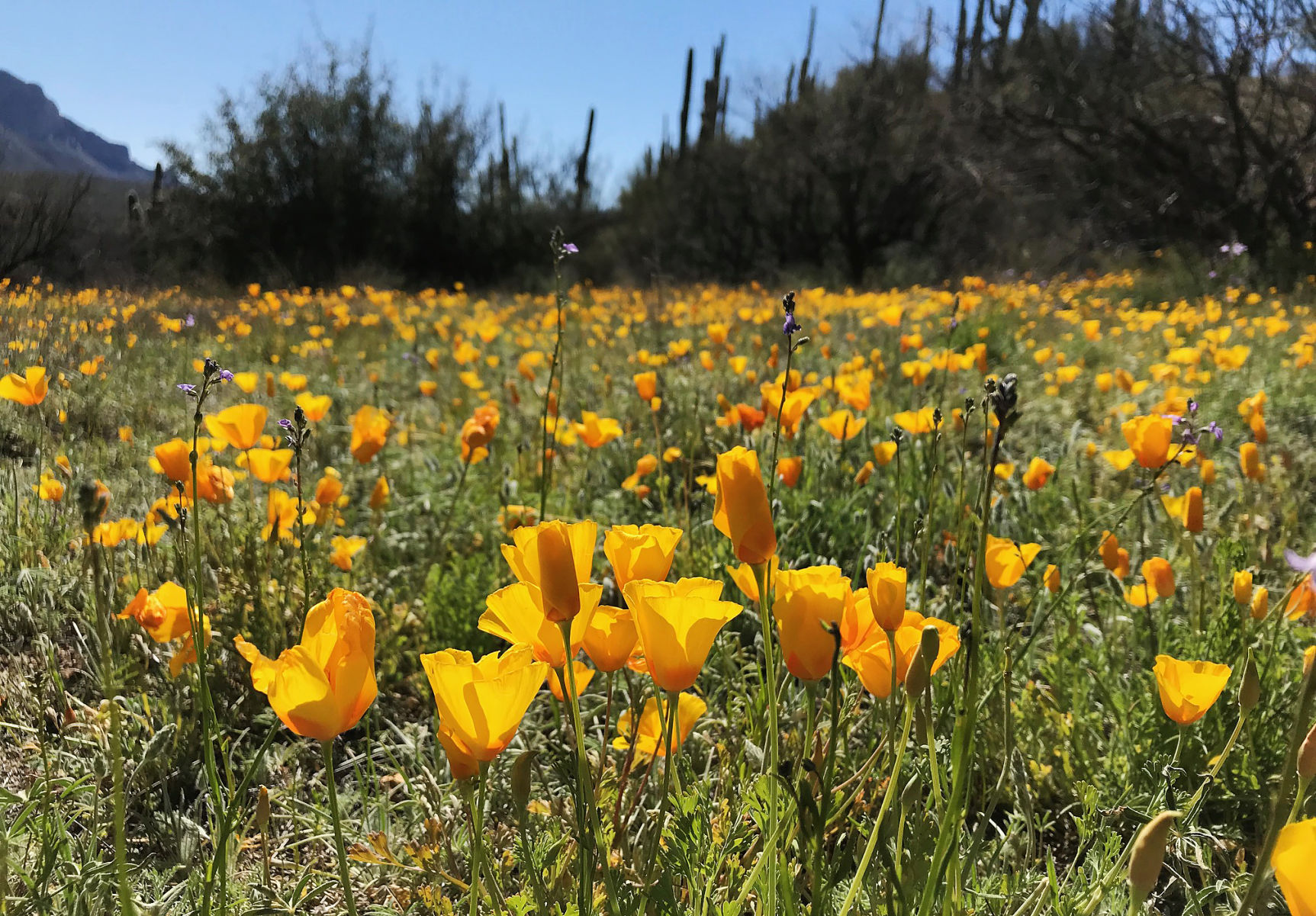 Poppies